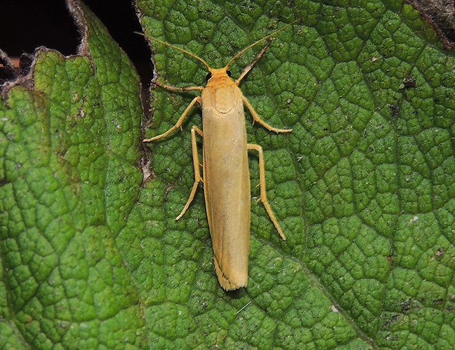 Eilema pygmaeola Erebidae